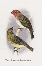 De Scharlaken Goudvink